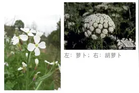 冷知识：胡萝卜其实并不是“萝卜”最早也不是橙色图片
