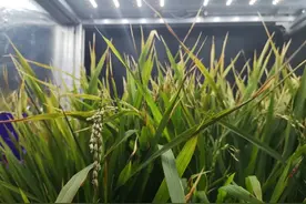 成都研发出“疯狂的水稻”！生长周期只有60天图片