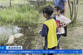 多地“福寿螺”泛滥，体内寄生虫多达6000条！专家提醒，千万别碰！长这样→图片