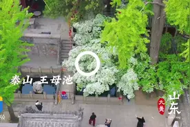 一树芳华如约而至，你被泰山王母池畔的流苏美到了吗？图片