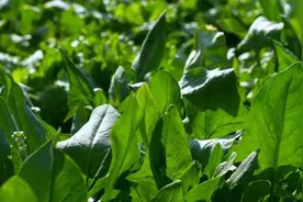4月少吃肉也要多吃这种“补菜”，开胃通便，对中老年人有大好处图片