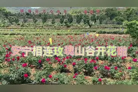 摘樱桃赏玫瑰…五一节，安宁“世外桃源”等你来图片