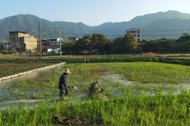 撂荒地复耕，最高每亩补贴2800元！仙游出台最强种粮补助套餐图片