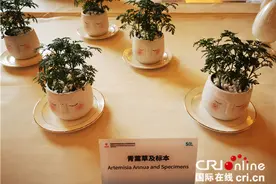 青蒿素成为中国抗疟援助的重要名片 为全球疟疾防治作出重大贡献图片