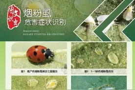 图文识虫｜烟粉虱危害之大不可小觑图片