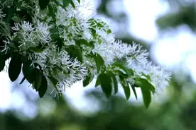「诗画山东」青州：人间四月流苏雪 花开香飘十里村图片