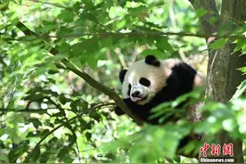 大熊猫树上卖萌憨态可掬图片