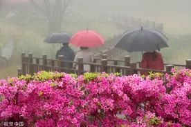 韩国和顺郡民众雨中赏花徜徉杜鹃花海图片