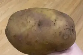 土豆发芽还能吃吗？怎么有效利用花盆种菜？图片