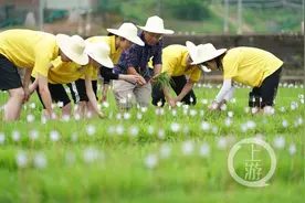 赤脚插秧！重庆一高校师生这样迎接“五一节”图片