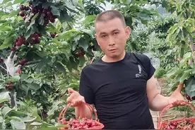 雪峰山珍又添新品 南方车厘子溆浦试种成功图片