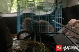 南京流浪“大圣”被抓获，救助队：可能还有两只图片