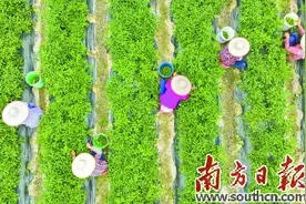 劳动礼赞（散文诗三章）图片