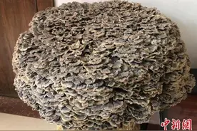 河北易县发现一株直径80厘米重22斤特大野生云芝图片