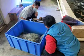 助你回家！搁浅在南沙的大型海洋野龟被救图片