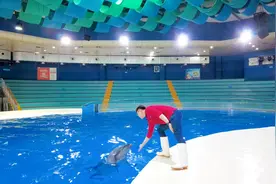 你好，劳动者⑤丨海豚饲养员走路为什么那么快？深夜的“海底”都在忙啥？图片