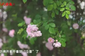 同簇蔷薇花为啥会有“色差”？专家：不是没“墨”了，是褪色了图片