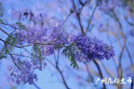 天天“走花路”，花都这里美成仙境~图片