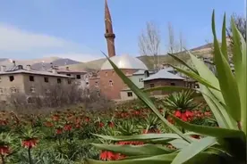 土耳其东部“倒置的郁金香”绽放，每年最多开花20天视频封面