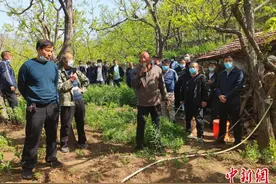 河北兴隆：林下种药材 绿色发展有“良方”图片