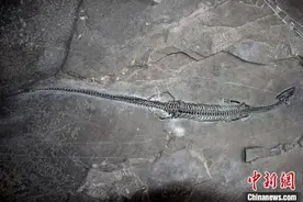 世界上尾巴最长、中国最早的肿肋龙化石 首现云南距今2.44亿年图片