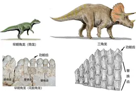 远古发现丨侏罗纪的古老角龙，是怎么换牙的？图片