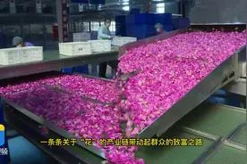 山东省平阴县六万亩玫瑰竞相开放图片