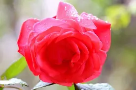 月季花开红艳艳如痴如醉吐芬芳图片