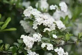 贵州纳雍：火棘花开白如雪 如诗如画漫山丛图片