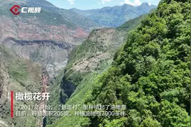 橄榄花开：重返“悬崖村”图片