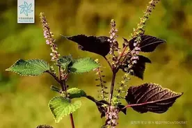 紫苏香浓，一物三药图片