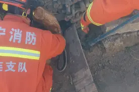黑蛇进家，2米长！遇蛇咋办？图片