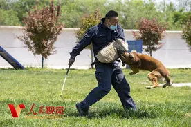 山东德州：训导员对警犬进行实战训练图片