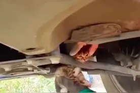 小奶猫头卡死在车底，车主狠心“拆车救猫”：它获救后钻到消防员怀里不愿离开图片