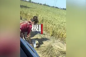 新娘路过父亲坟头下婚车跪拜，亲属：父亲当爹又当妈抚养她图片