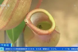 捕蝇草、驱蚊草…各类防蚊植物受追捧！专家提醒：效果有限图片