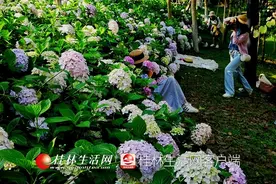 桂林这些公园里绣球花盛开，五颜六色的也太好看了图片