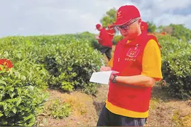 与茶共舞的新农人 扎根乡土大有可为图片