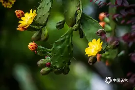 四川乐山仙人掌正值花期 花朵温柔可爱图片