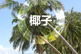 海报｜图解海南“六棵树”图片