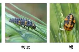五月的麦田里 北京市植保站提示碰到这些昆虫务必手下留情图片