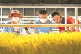 新视野｜粮安天下 种子为基图片