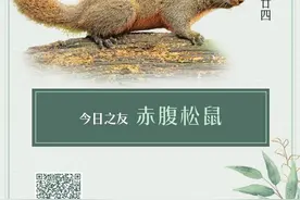 秘境之眼·人类之友 日历丨赤腹松鼠：毛绒绒的大尾巴，储存粮食有计划图片