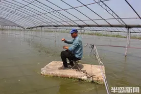 一线探访｜一茬“亩产”千斤，每亩收入两万，大棚南美白对虾，游上市民餐桌图片
