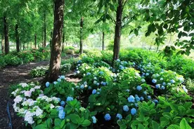 上海辰山植物园和滨江森林公园将于六一恢复开放图片