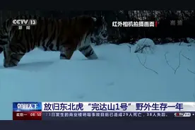 东北虎“完达山1号”野外生存一年，现在怎么样了？图片