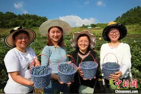 巴山峡谷种出致富“蓝精灵”老区幸福生活“抿抿甜”图片