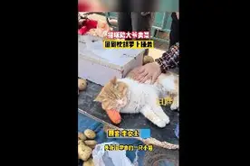 最萌招财猫！猫咪陪大爷卖菜枕胡萝卜睡觉图片