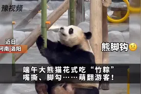 洛阳栾川：大熊猫端午花式吃“竹粽”，嘴撕脚拽……萌翻游客图片