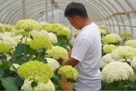 嵩明新农人｜云南古滇花部落：“花经济”展现新活力图片